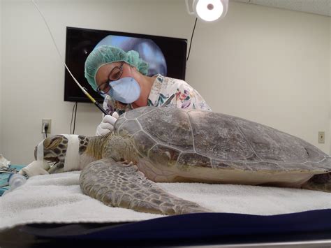 Turtle hospital. The Turtle Hospital (Hidden Harbor Marine Environmental Project, Inc.) is a 501(c)(3) charitable corporation. We are a fully functioning veterinary hospital for sick and injured sea turtles. We rescue, rehab, and release sea turtles in the Florida Keys. 
