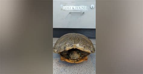 Turtle rescued from BART tracks at Union City Station