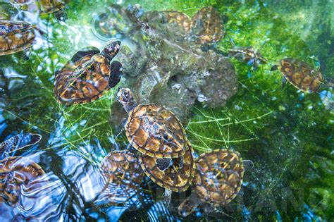 Turtle sanctuary near me. The Karen Beasley Sea Turtle Rescue and Rehabilitation Center, Surf City, North Carolina. 59,047 likes · 1,039 talking about this. Dedicated to the... 