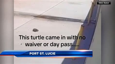 Turtle takes unexpected stroll into Iron Knight Gym in Port Saint Lucie