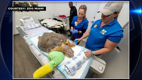 Turtle with several tumors receives CT Scan in Davie