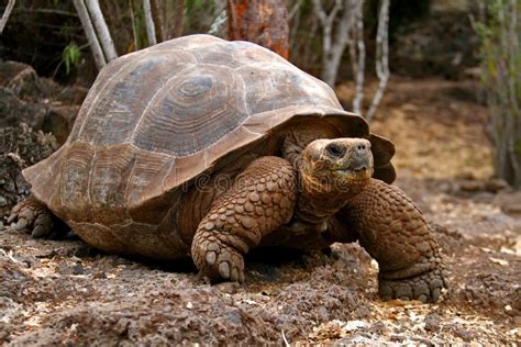 Turtlecuck Leaked (SEX) 🍌