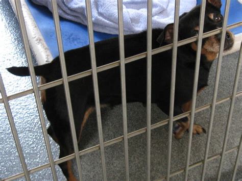 Tustin animal shelter. Niagara SPCA. Niagara Falls, NY based Animal Shelter. Adoptable dogs Adoptable cats Donate Now. Call us at 716-731-4368 ext 318. 