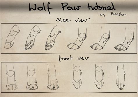 Tutorial How to draw wolf paws! by DeeplyxScarred on DeviantArt