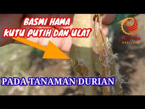 Tutorial basmi hama kutu putih domain .store diskon & game viral pubg destinasi lokal anime collab di brazzers b penggemar lagu galau takut sendirian malam image 1