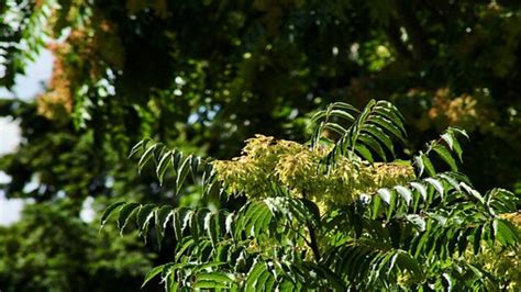 Tutto sull’ailanto, noto anche come albero del paradiso