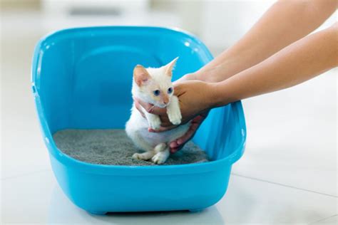 Tuvalet eğitimli kedi sahiplendirme