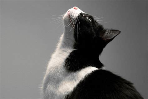 Tuxedo Cat: All You Need to Know - Cat-World