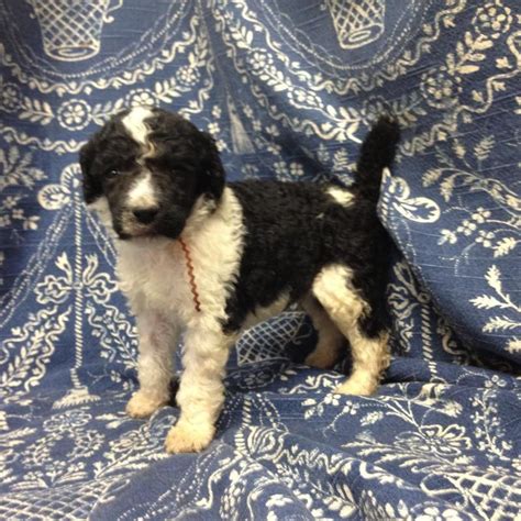 Tuxedo Standard Poodle Puppies for Sale