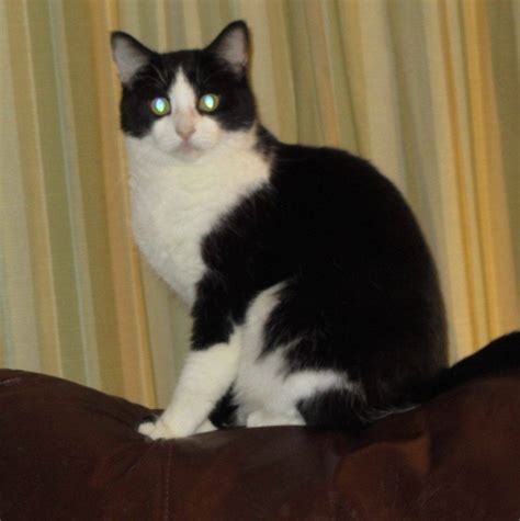 Tuxedo cat for adoption near me. Things To Know About Tuxedo cat for adoption near me. 