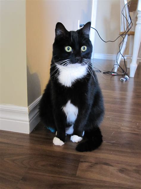 The tuxedo pattern can meet breed standards as long as the colors are pure and unbridled as follows: white with unbridled portions of black, white with portions of blue, white with portions of red, or white with portions of cream. 3. Maine Coon. We all know the Maine Coon cat as the giant of the feline world.. Tuxedo cat personality