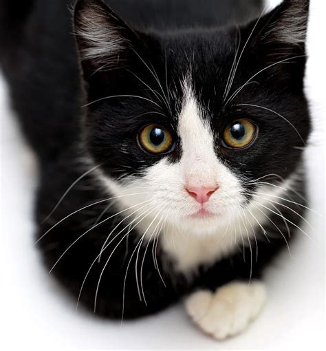 Tuxedo kitten. Browse 127 tuxedo kitten photos and images available, or start a new search to explore more photos and images. Black and white kittens on quilt. Rescue Animal - portait of Domestic Medium Hair kitten. Kittens … 