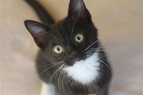 Tuxedo kittens. Oreo, the tiny orphaned Tuxedo kitten is on the look out for a new mom at this rescue home full of all sorts of animals. He eventually finds a new cat mom an... 