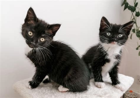 Tuxedo kittens for sale. Things To Know About Tuxedo kittens for sale. 