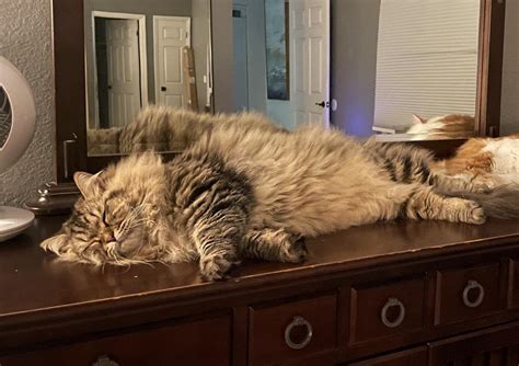 Tw.Kitty Leaks [CLIP] 🍑 133 Photos