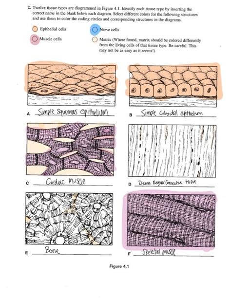 Twelve Tissue Types Are Diagrammed