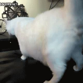 Twerk Cat GIF