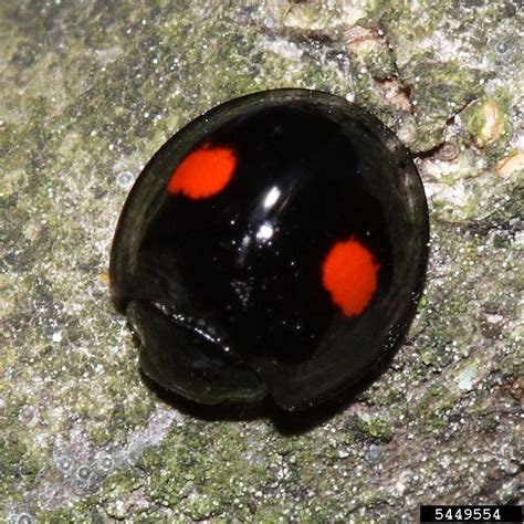 Twice-stabbed lady beetle spiritual meaning. Things To Know About Twice-stabbed lady beetle spiritual meaning. 