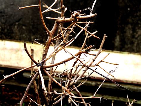 Twigs. 5 meanings: 1. any small branch or shoot of a tree or other woody plant 2. something resembling this, esp a minute branch of a.... Click for more definitions. 