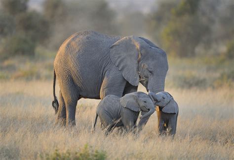 Twin Baby Elephants, East Africa by Diana Robinson / 500px