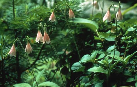 Twinflower - fs.usda.gov