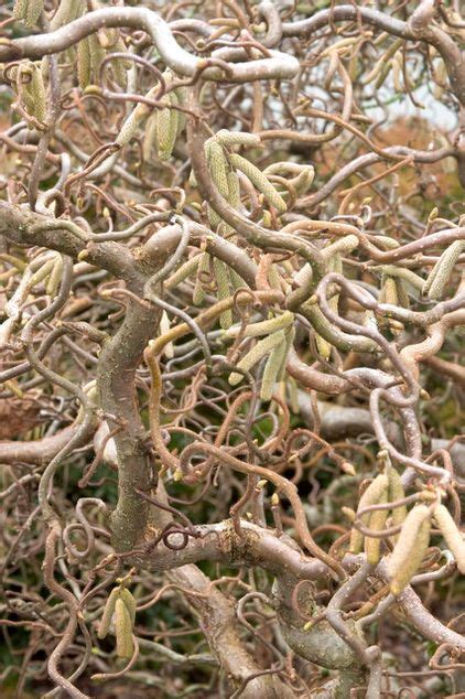 Twisted plants. Things To Know About Twisted plants. 