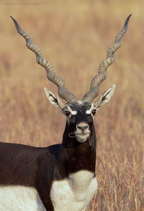 Clue. Answer. Twisted-horn antelope (4) KUDU. African antelope with curvy horns (4) African antelope with long spiralling horns (4) Spiral-horned grazer (4) Twisty-horned antelope (4) Corkscrew-horned antelope (4). 
