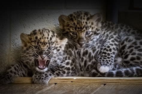 Two Amur leopard cubs born at Pittsburgh Zoo