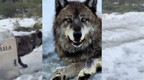 Two California gray wolves successfully captured and collared in Northern California