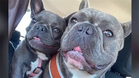 Two French bulldogs missing for seven months tearfully reunited with family