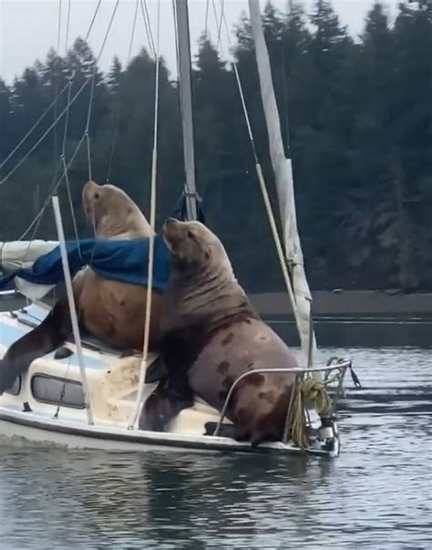 Two Gigantic Sea Lions "Borrow" Someone