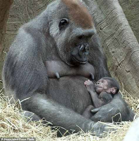 Two Gorilla Births; One Death - Dian Fossey