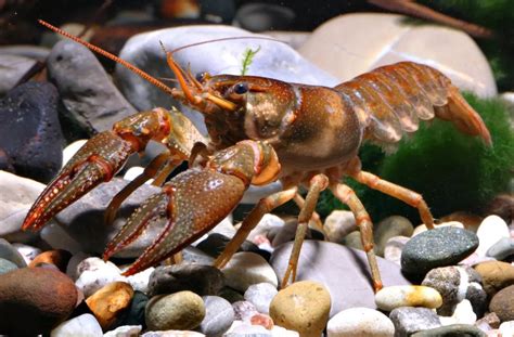 Two Missouri crayfish listed as 'threatened' under the endangered species act