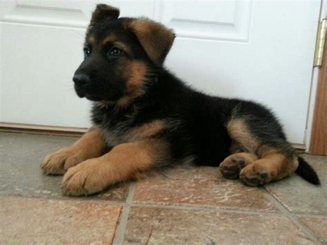 Two Month German Shepherd Puppy