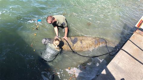 Two Pinellaas County Sheriff’s Deputies rescue manatee by holding it’s head up for two hours