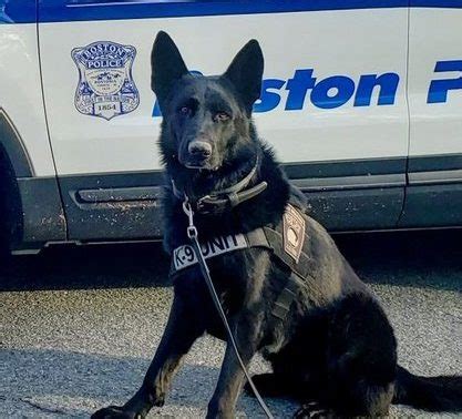 Two Southie churches broken into, K-9 Duke helps bust suspect in basement: Boston Police