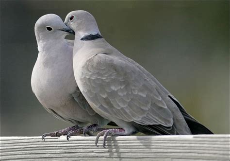 Two Turtle Doves
