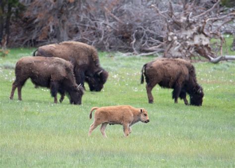 Two accused of 'harassing' bison calf at Grand Teton, NPS investigating