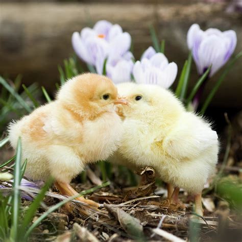 Two chicks. Check out our menu! OUR LOCATION & OPENING TIMES. 147 Wickham RD, Croydon, CR0 8TE 