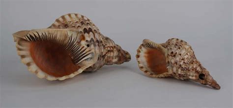 Two conches. Things To Know About Two conches. 