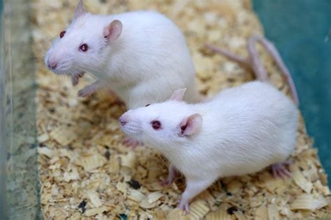 Two dads, one baby? Gene technique works in mice