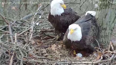 Two eggs now in Hays bald eagle nest; live cam running 24/7 - WTAE