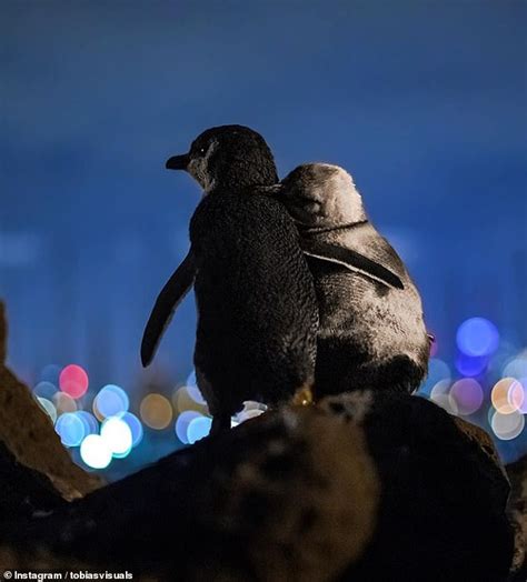 Two fairy penguins hugging and watching Melbourne lights