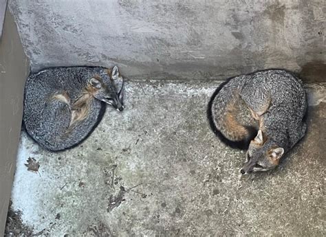 Two gray foxes rescued from deep concrete window well on Peninsula