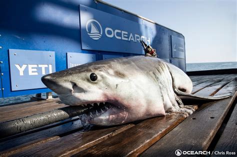 Two great white sharks have traveled a very similar 4,000-mile path up the Atlantic coast. Are they brothers?