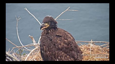 The Two Harbors nest cam is on Catalina Island, CA, USAThis bald eagle pair, K-81, Chase, and K-82, Cholyn have built this new nest for some years ago. They .... 