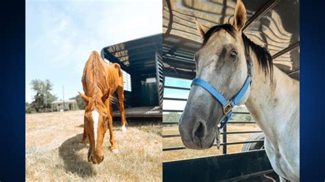Two horses seized by deputies find 'forever home', shelter says