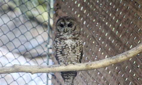 Two northern spotted owls found dead in B.C. forest, in blow to release program