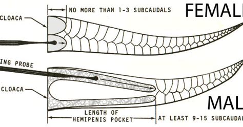 Two penises in a tail