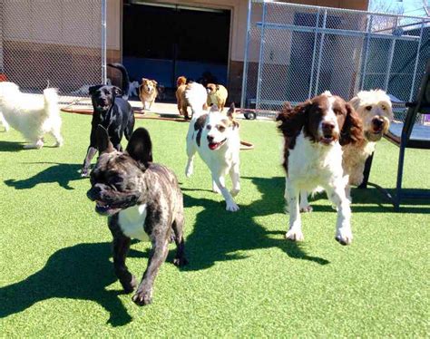 Two ponds pet lodge. It may be Back to School for the kids – but you can help your dog get back into a routine too at Two Ponds Pet Lodge Daycare! Ensure your dog is getting the activity and socialization they need. Book Meet & Greet today! ... Two Ponds Pet Lodge. 9530 W 80th Ave Arvada, CO 8000. Phone Number (720) 743-0394. Email ID. info@twopondspetlodge.com ... 
